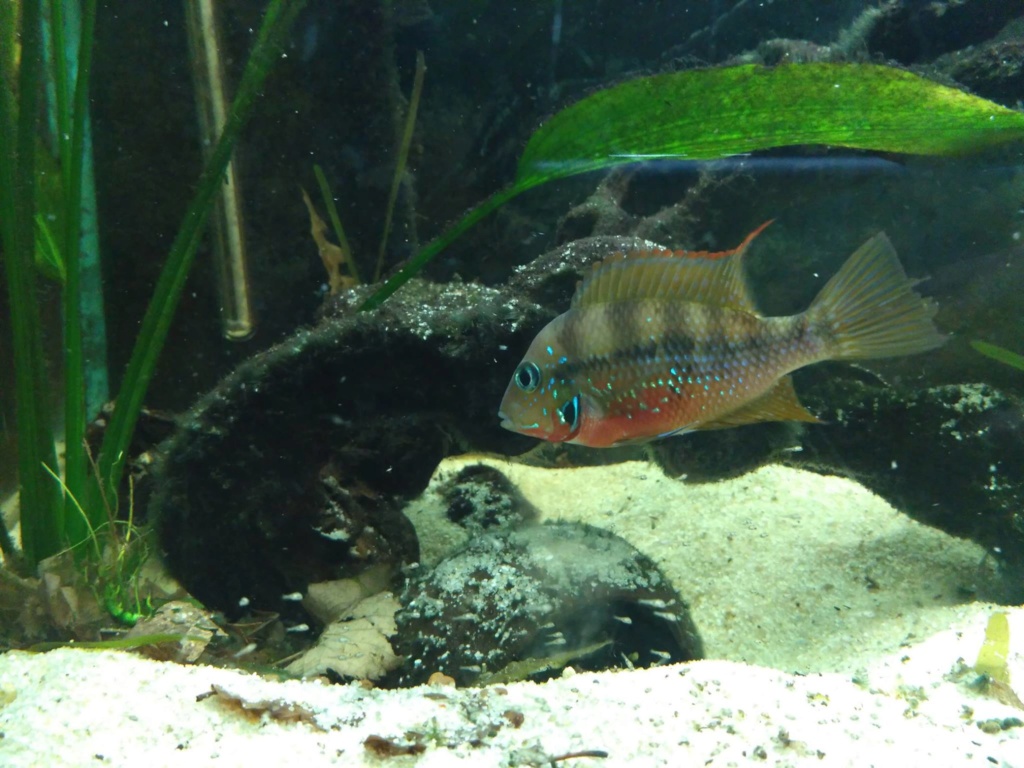 [Vends] Thorichthys Maculipinnis (rio Lalana) 40559610