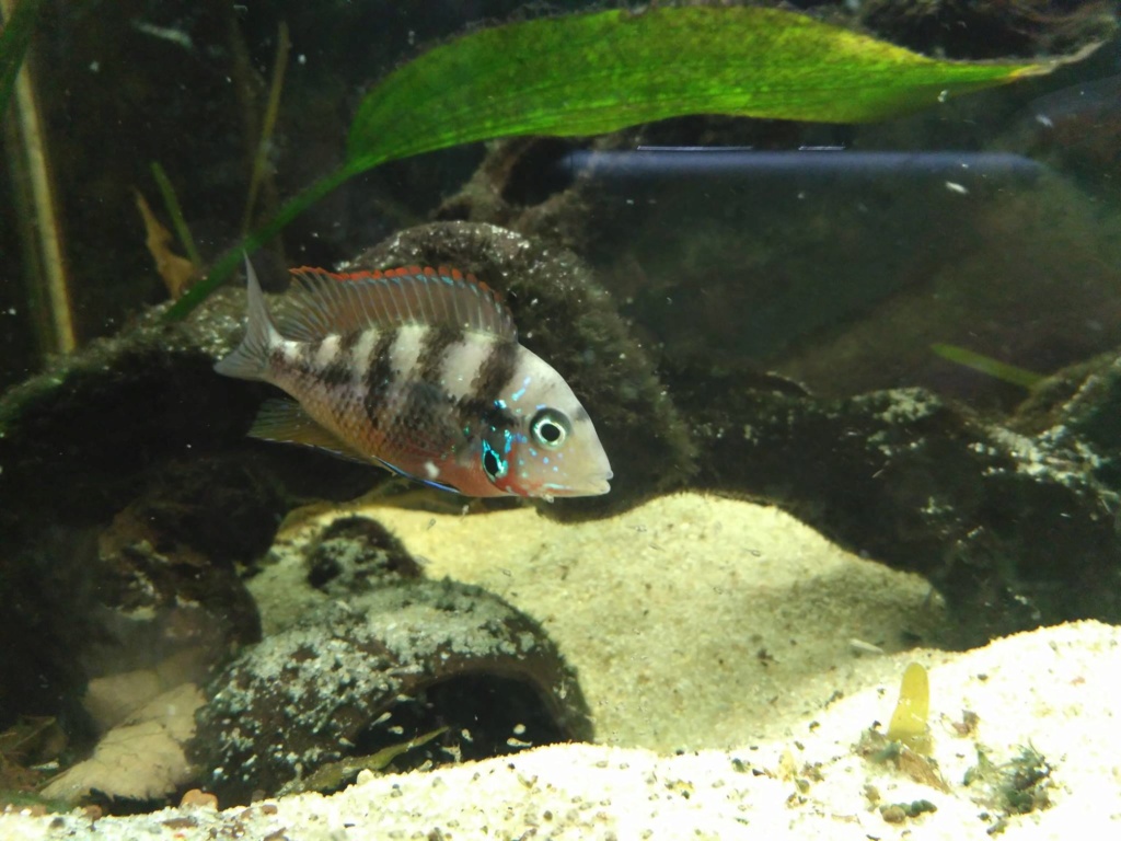 [Vends] Thorichthys Maculipinnis (rio Lalana) 40664510
