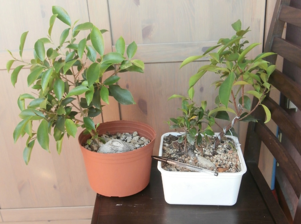 TALEE - Consiglio talee di Ficus retusa Retusi10