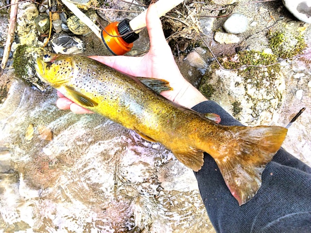 Seconde sortie en rivière de montagne Camsca19