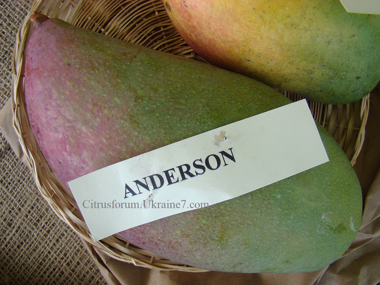 Anderson (Андерсон) манго 1280px11