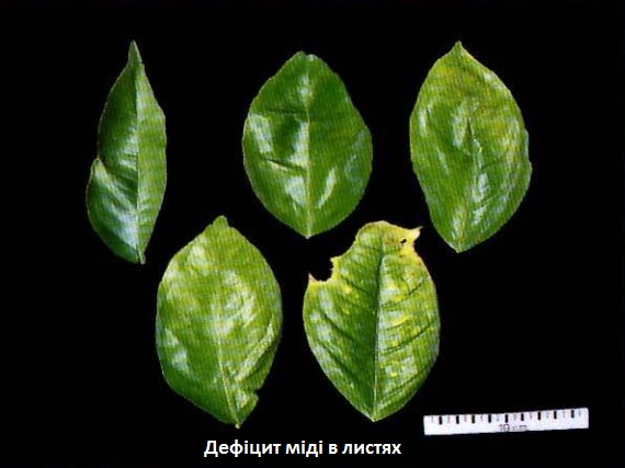 Недостаток мікро-макро елементів на листях 1410