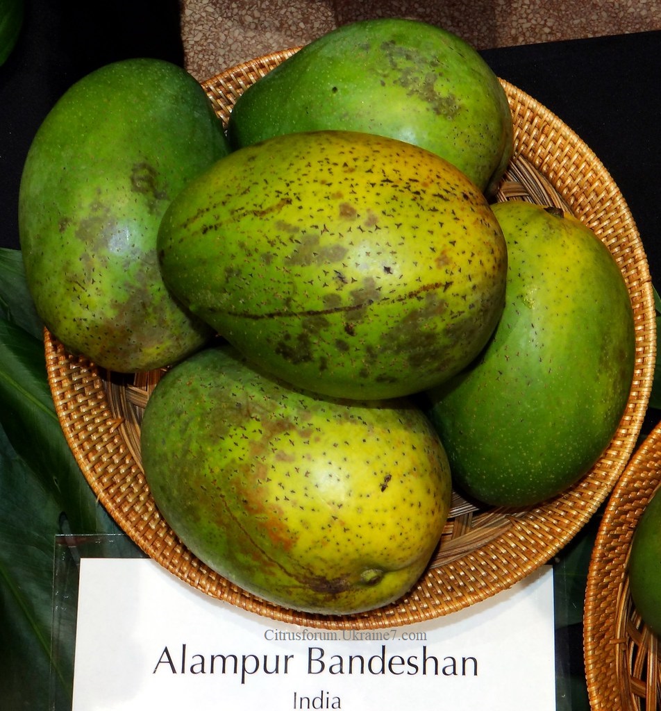 Alampur Beneshan (Banishan) манго 14982910
