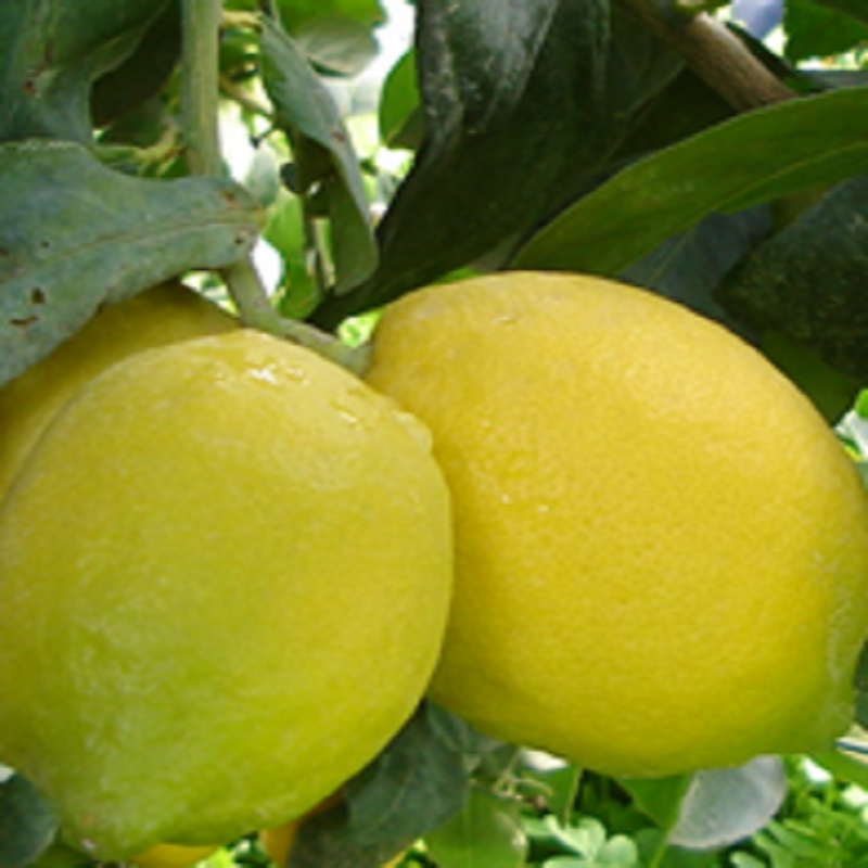 Femminello Adamo лимон 1b-c_l10