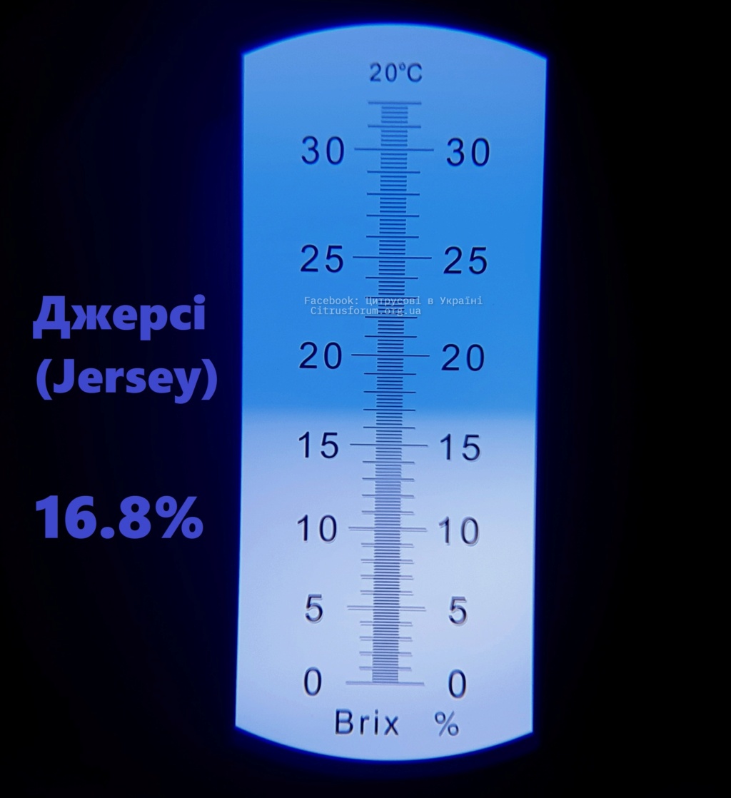 Jersey (Джерсі) лохина 20220813