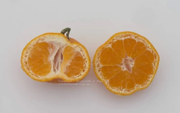 Ueno mandarin 217