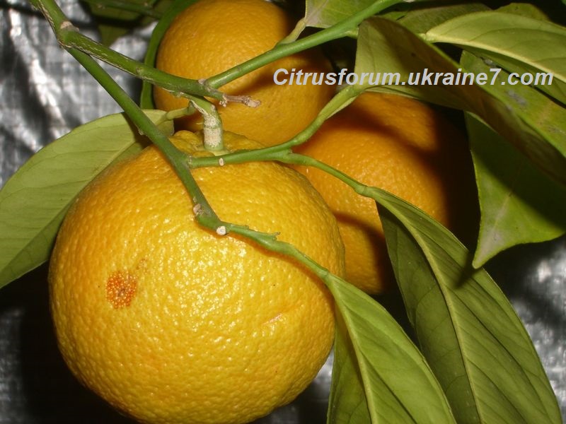 Sikeri (Succari) апельсин 35810