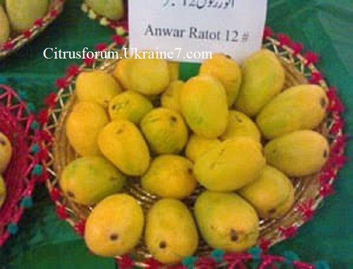 Anwar Ratol (Анвар Ратол) манго 60160410