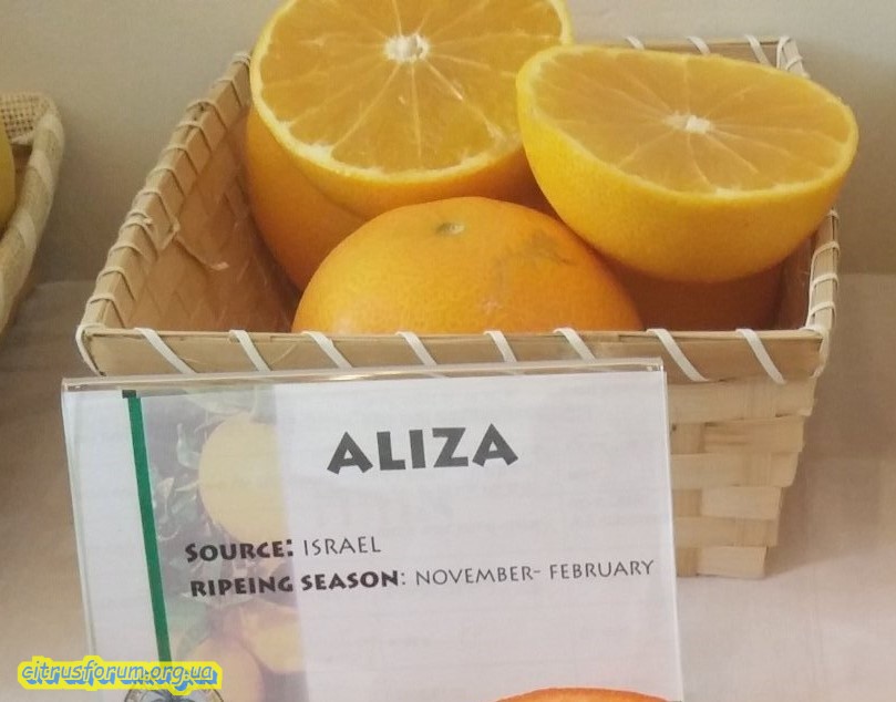 Aliza грейпфрут Aliza110