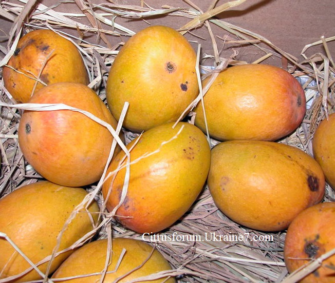 Alphonso (Альфонс) манго Alphon10