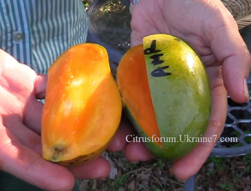 Amrapali (Амрапалі) манго Amr10
