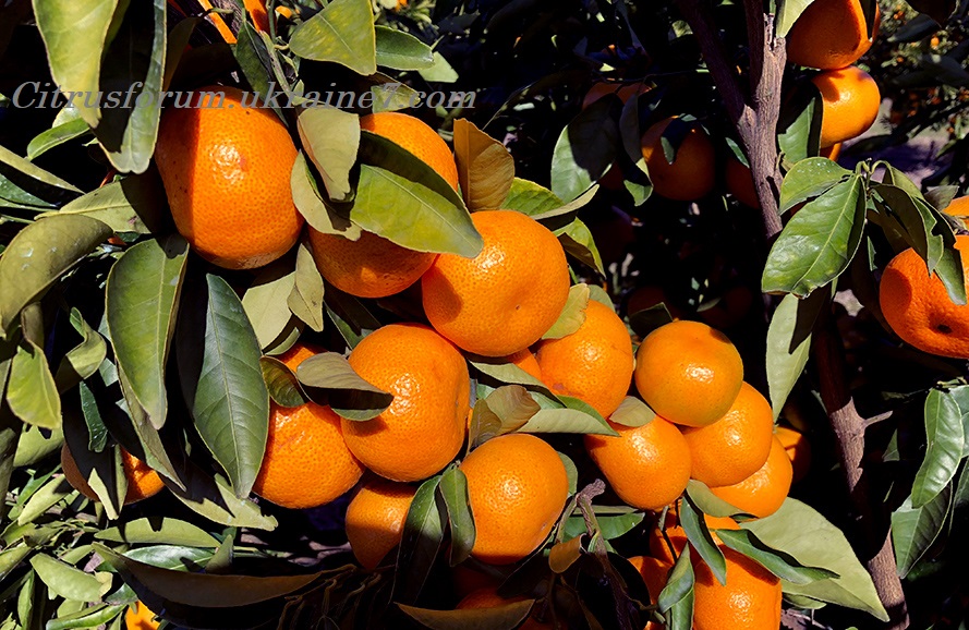 Nectar mandarin Anfic-11