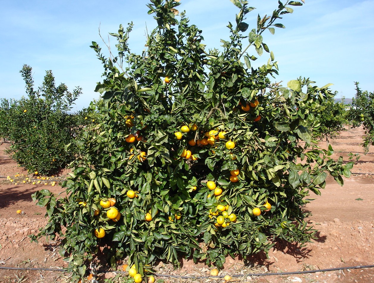 Alkantara mandarine Arbol-10