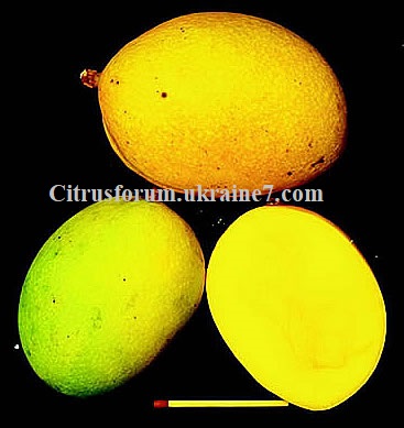 Arumanis манго Aruman10