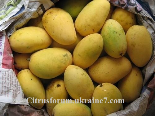 Chaunsa (Chausa) манго Chauns10