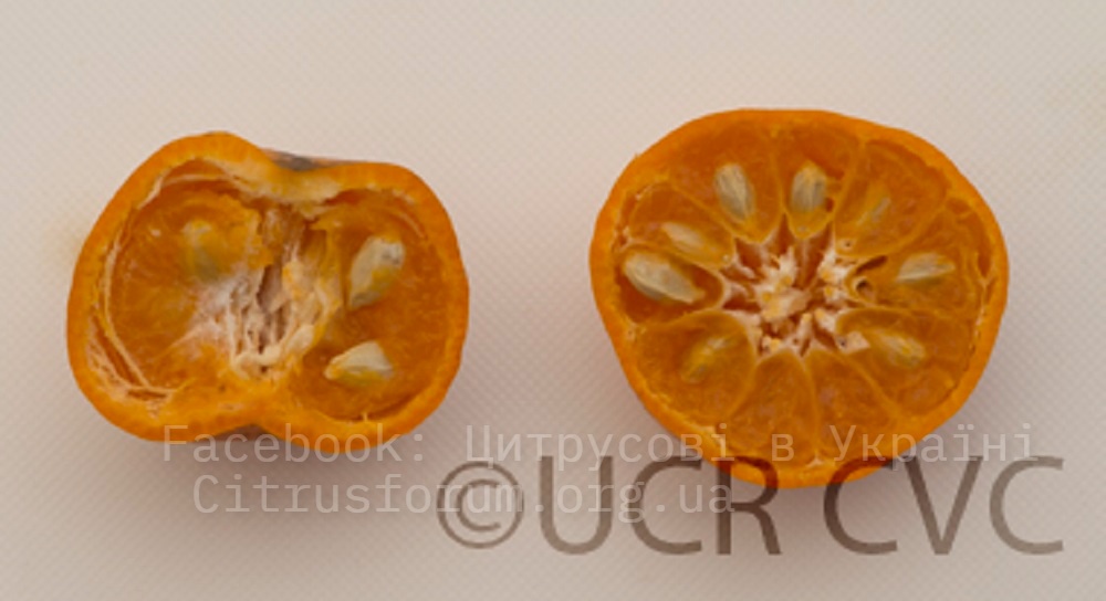 Sunki мандарин Citrus15