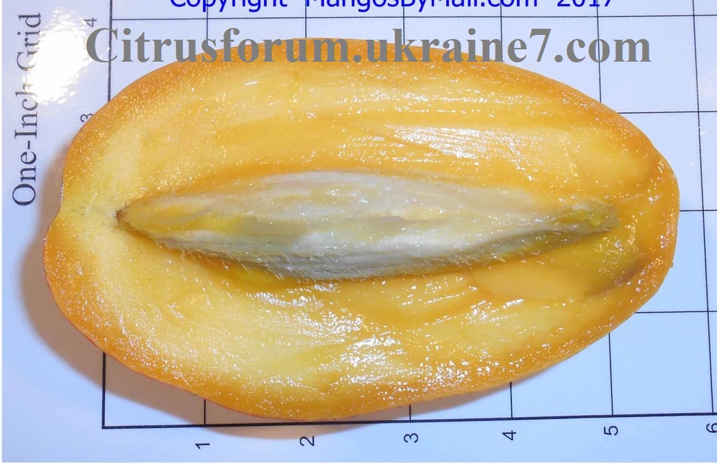 Cogshall манго Cogsha11