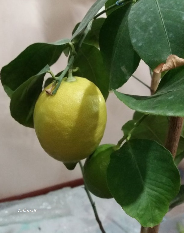 Dorshapo (Citrus Limon) Dorsha10