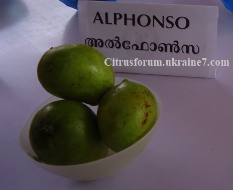 Alphonso (Альфонс) манго Dsc01810