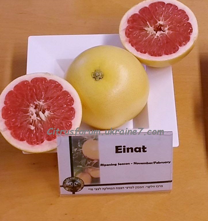 Einat (Elinat) грейпфрут Einat_10