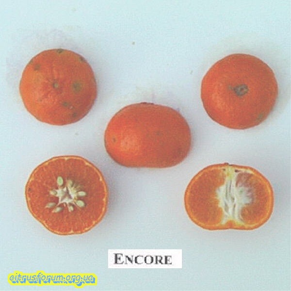 Encore mandarin Encore10