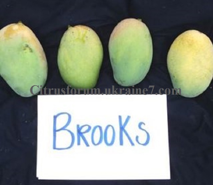 Brooks манго Figura10