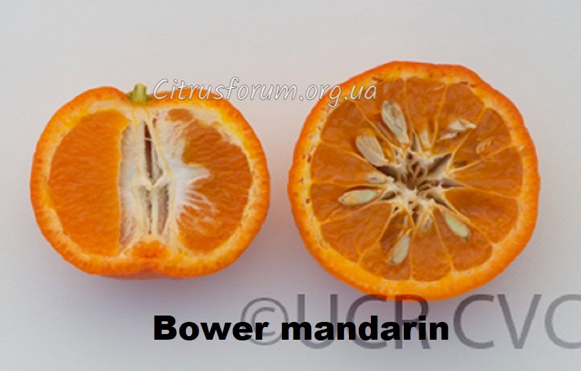 Bower mandarin Image_33
