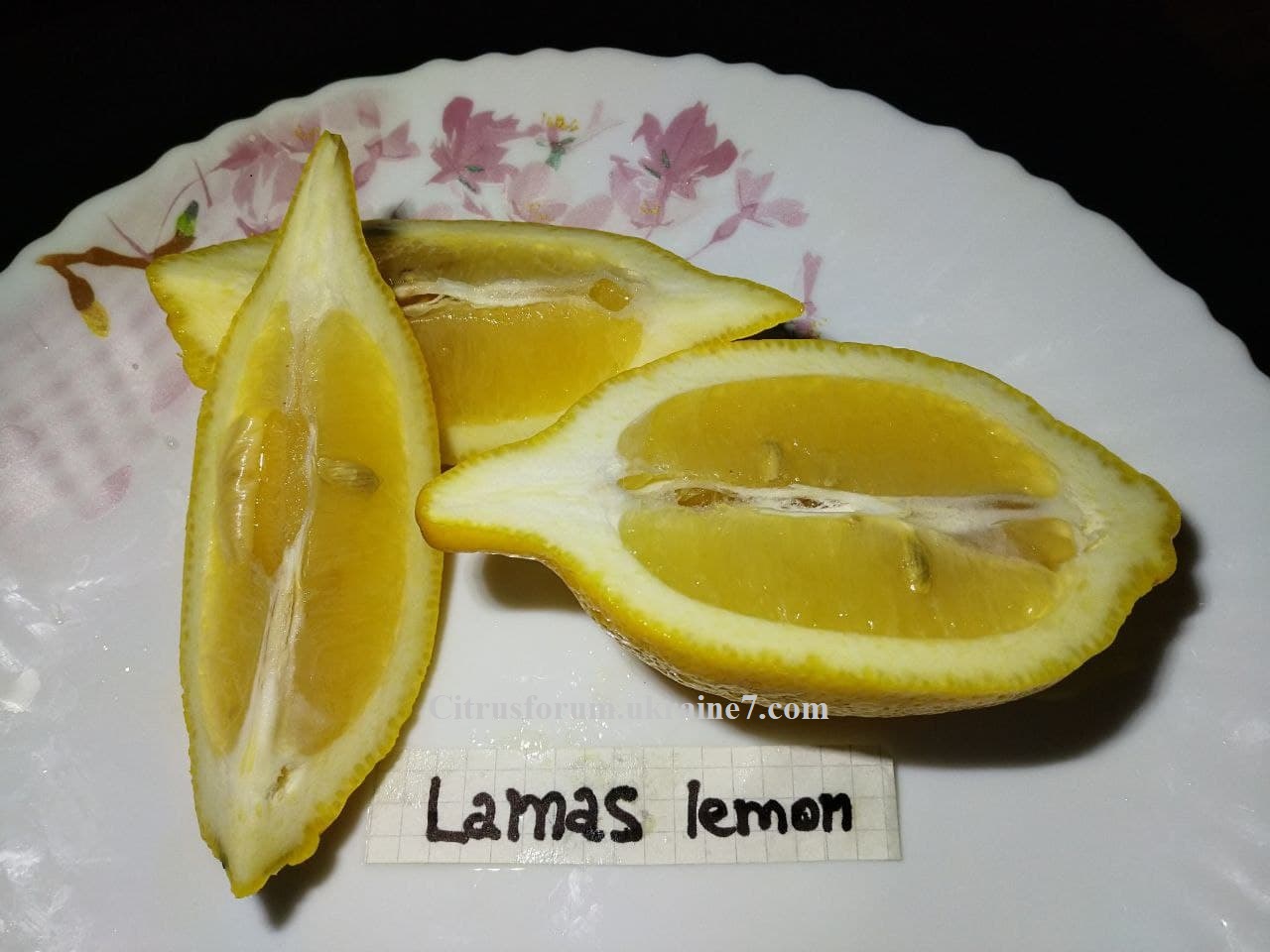 Lamas lemon Lamas_11