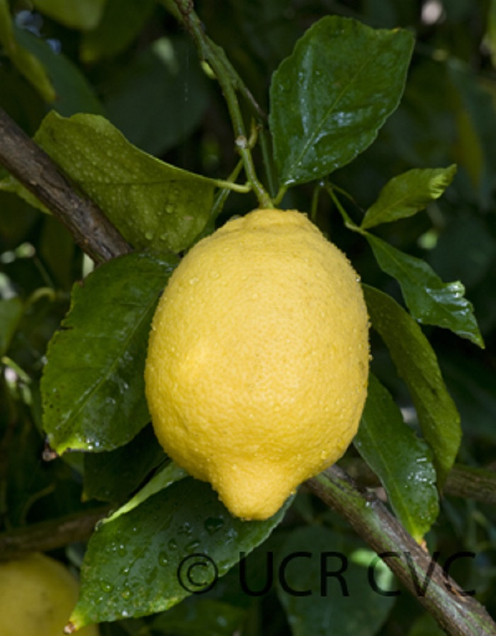 Lamas lemon Lamasl11