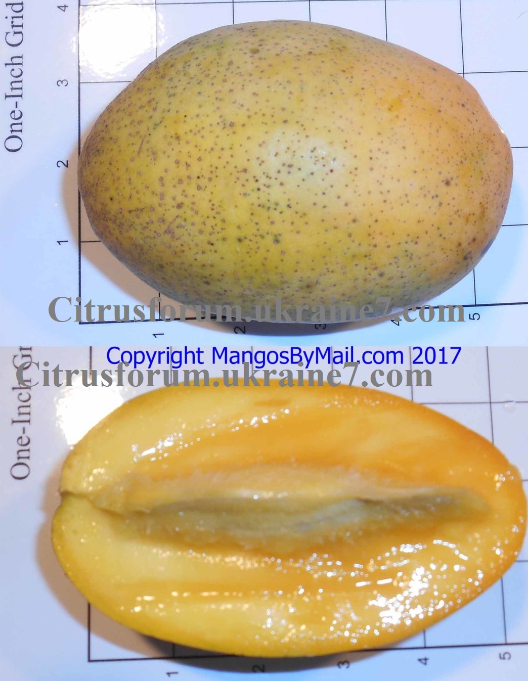 Coconut Cream (Кокосовий крем) манго Mango-13