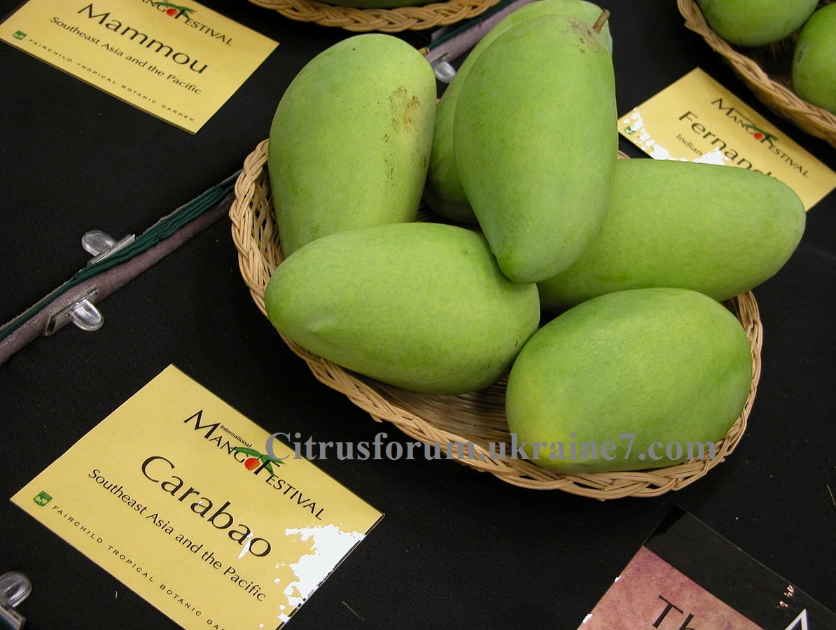 Carabao (Philippine. Manila) манго Mango_14