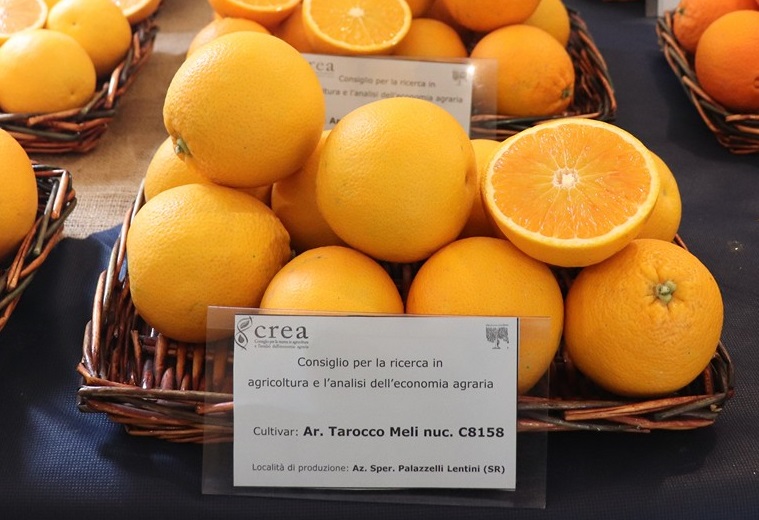 Tarocco Meli nucellare апельсин Meli10