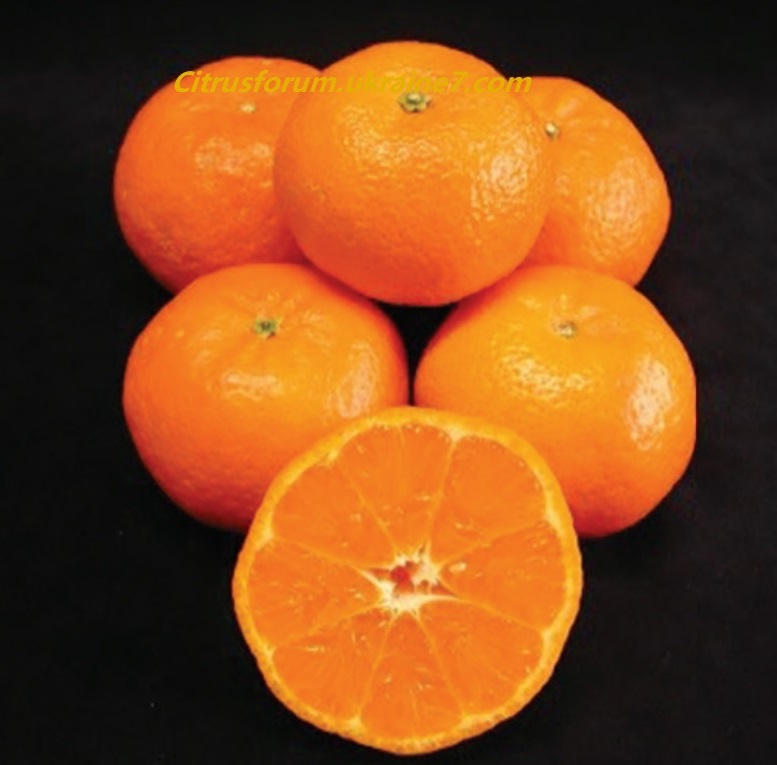 Nectar mandarin Nectar12