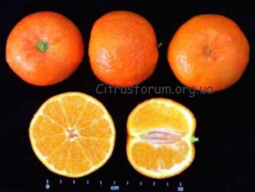 Oronules clementin Oronul10