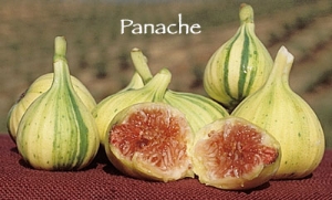 Panache інжир Panach10