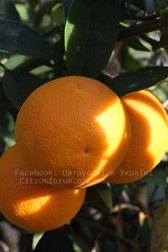 Cadenera апельсин Precoc10