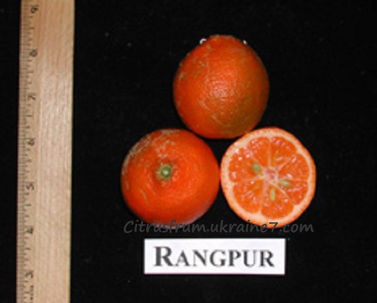 Rangpur (Рангпур) лайм Rangpu10