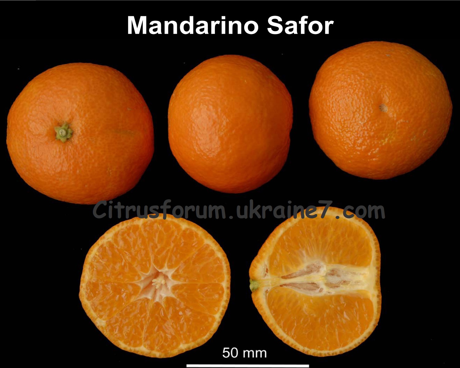 Safor mandarin Safor10