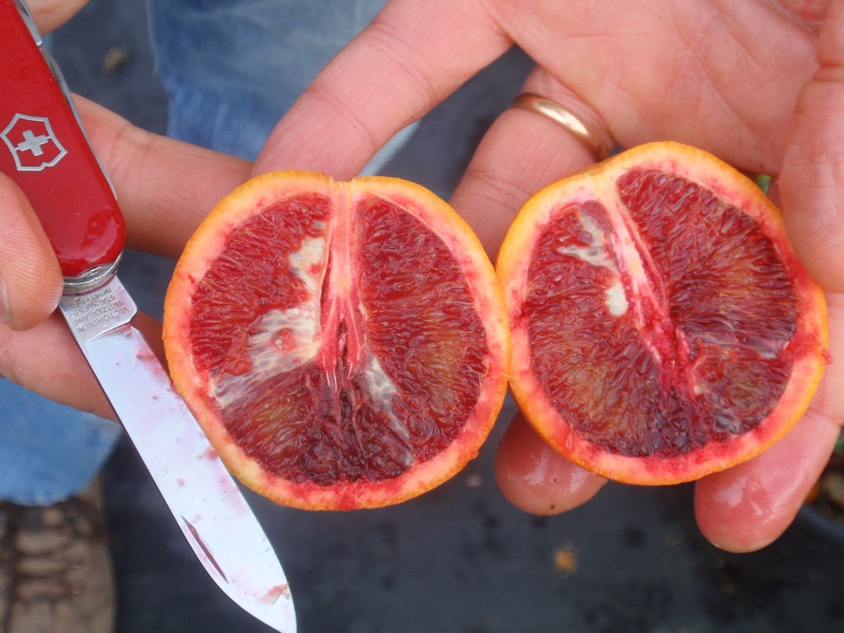 Sanguinelli blood апельсин Sangui10