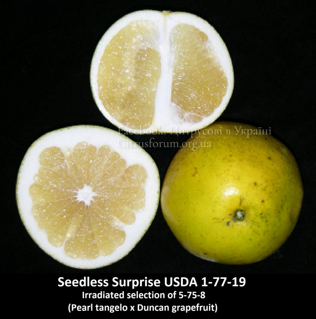 US Seedless Surprise / USDA 1-77-19 tangelo Seedle14