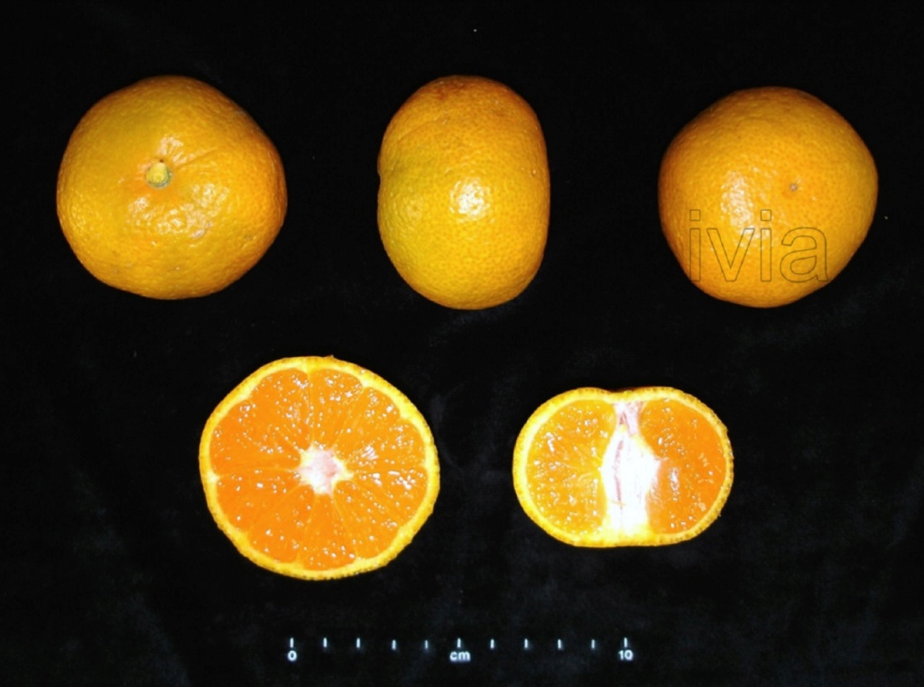 Serafines satsuma Serafi11