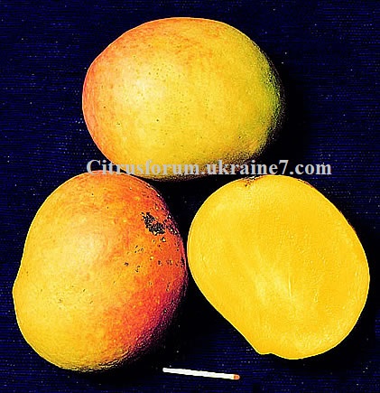 Batawi манго Unname47