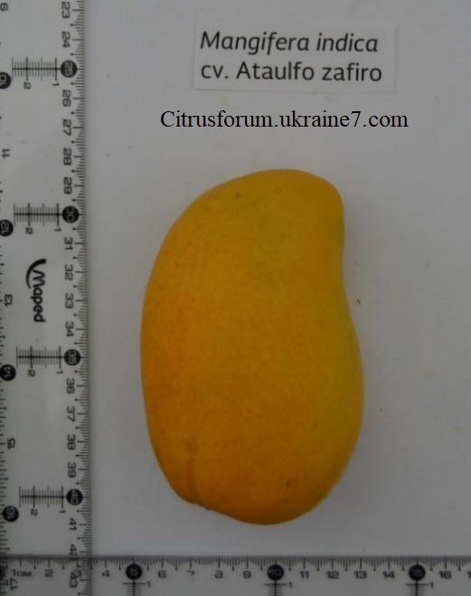 Ataulfo Zafiro (Атаульфо Зафіро) манго Zafiro10