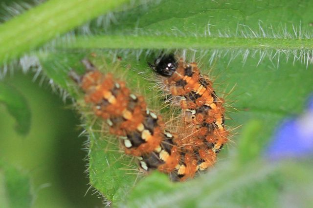 Chenille de Euplagia quadripunctaria? 277_ec10