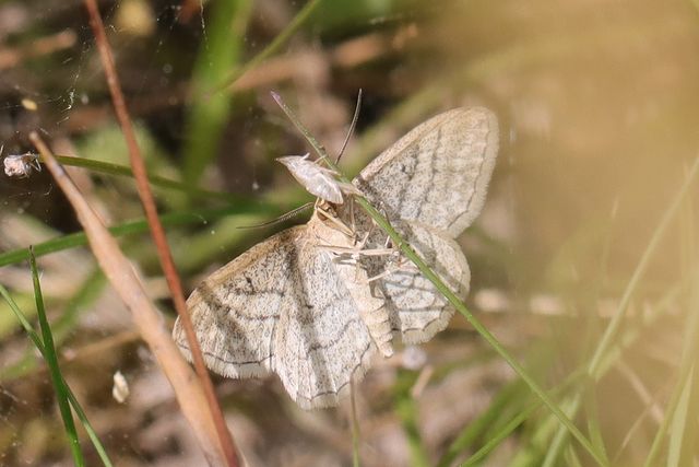 Idaea - Qu'est-ce donc? |Idaea macilentaria]  5595_110