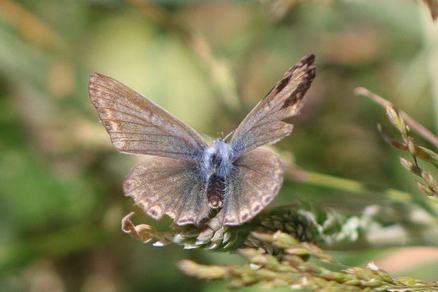 [Polyommatus icarus] Pour identification 5623_a10