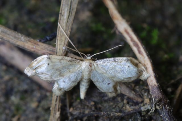 Idaea - Pour identification - Merci : Idaea fuscovenosa 5636_c10