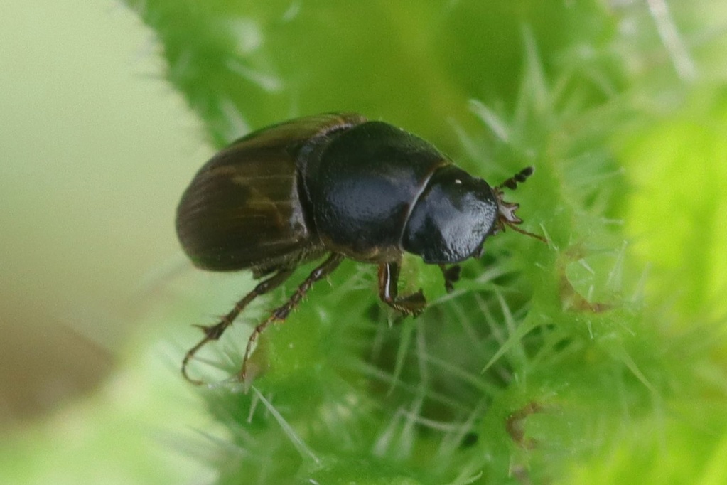 [Melinopterus sp.] Scarabaeidae? 6641_010