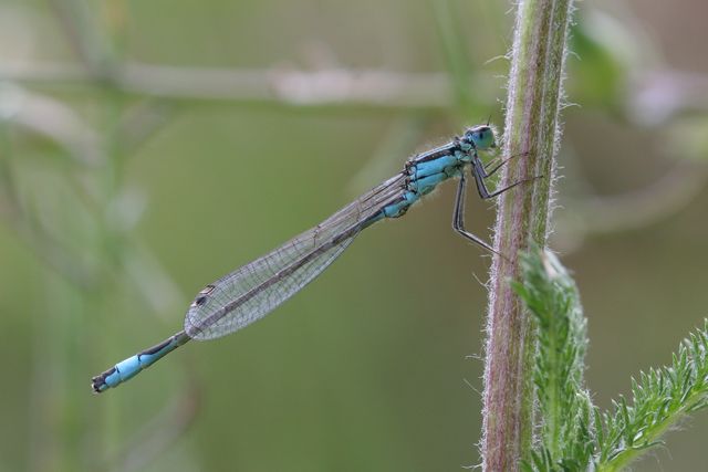 Odonates pour identification [Ischnura elegans] [Enallagma cyathigerum] Agrion10