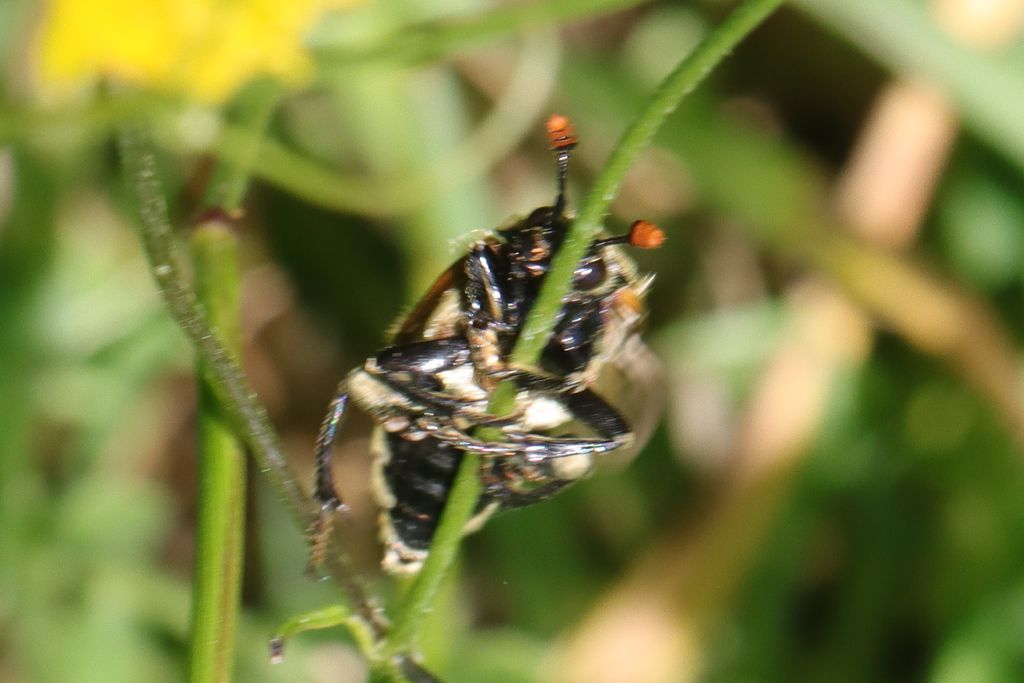 [Nicrophorus vespillo] Coleoptère pour identification Nicrophorus vespillo Coleop11